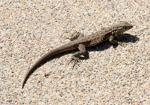 a desert spiny lizard