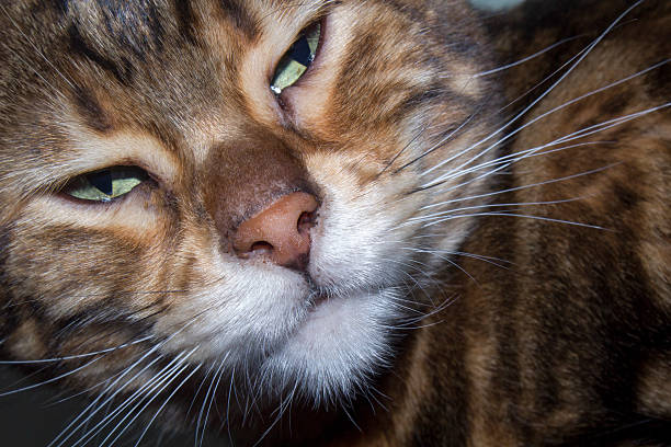 Bengal Cat brown marbled tabby face stock photo