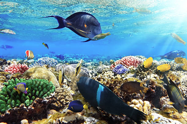 istock Coral and fish in the Red Sea.Egypt 178777141