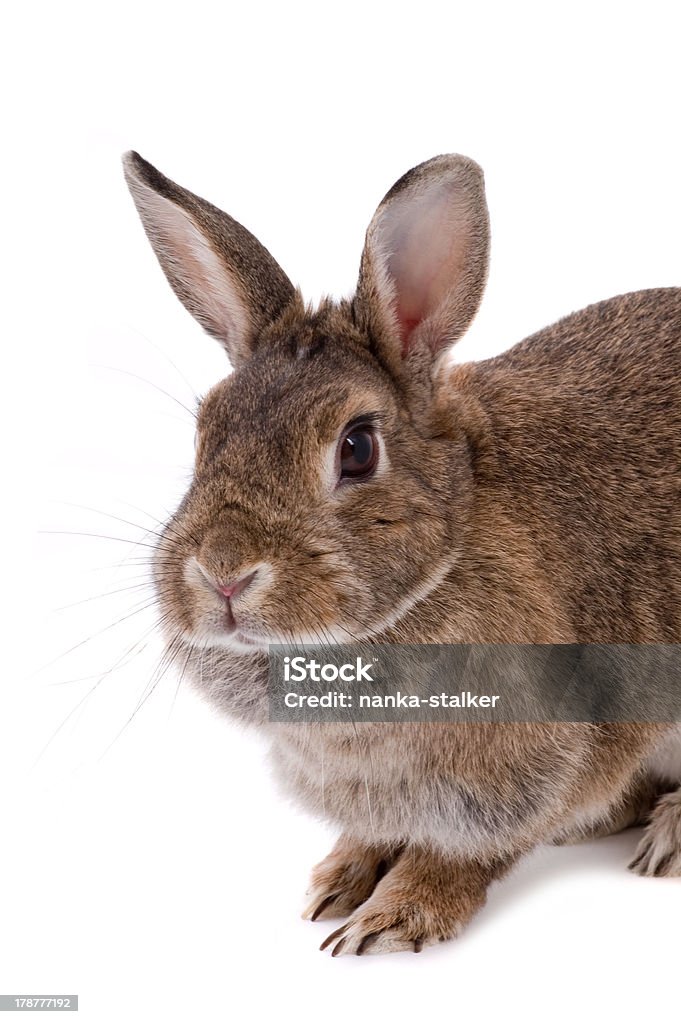 Kaninchen - Lizenzfrei Braun Stock-Foto