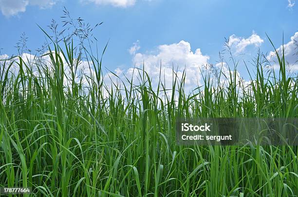 Photo libre de droit de Herbe Verte Et Ciel Bleu banque d'images et plus d'images libres de droit de Bleu - Bleu, Champ, Ciel