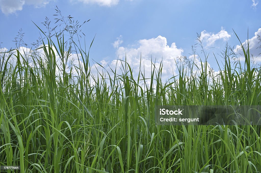 Erba verde e blu cielo - Foto stock royalty-free di Ambientazione esterna