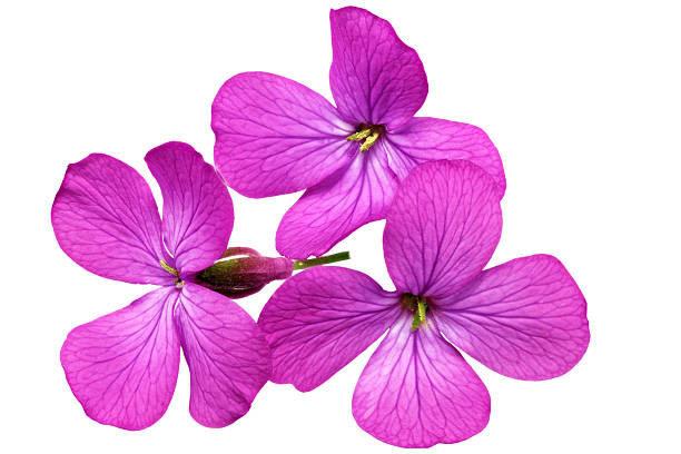 istock Three  violet flowers.Closeup on white background. Isolated . 178777669