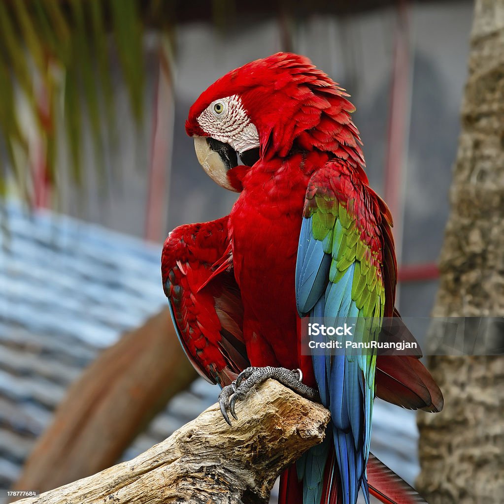 Greenwinged Macaw Colorful Greenwinged Macaw aviary Animal Stock Photo