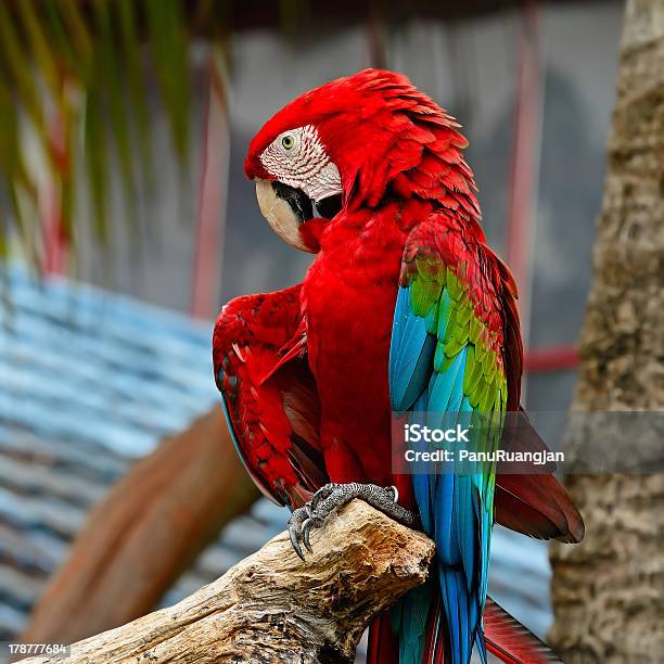 Greenwinged Macaw Stock Photo - Download Image Now - Animal, Animal Body Part, Animal Eye