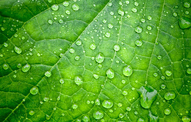istock Leaf and drops of water on it 178777702