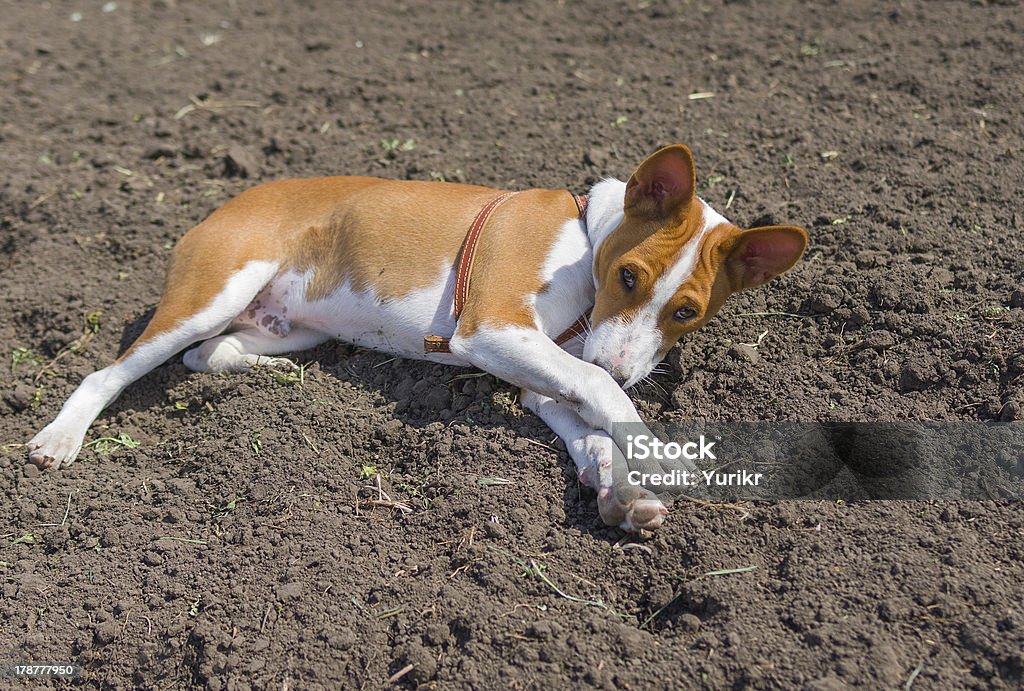 African bambini Basenji è disteso per terra - Foto stock royalty-free di Affettuoso