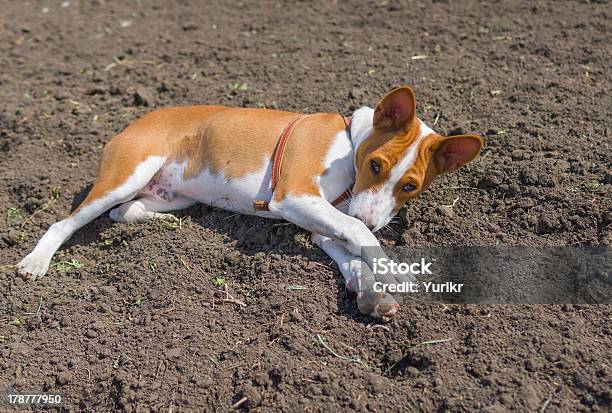 African Bambini Basenji È Disteso Per Terra - Fotografie stock e altre immagini di Affettuoso - Affettuoso, Africa, Ambientazione esterna