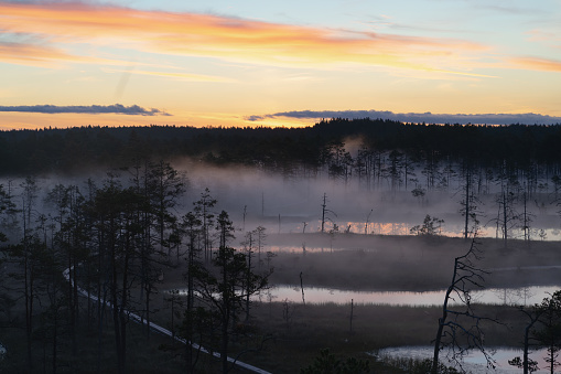 Estonian Viru swamp at sunrise in summer, close-up photo. High quality photo