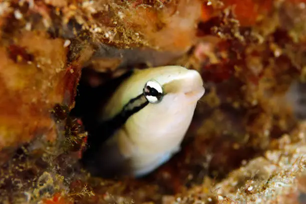 Blenny (unidentified sp) Looking out from its Cavity. Triton Bay, West Papua, Indonesia