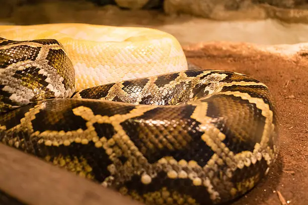 Photo of boa constrictor