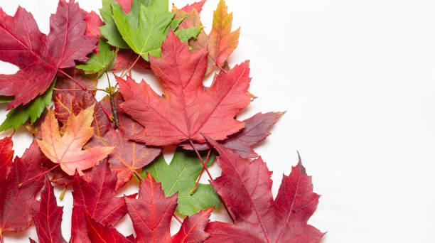 istock Autumn maple leaves isolated on white background with copy space for text 1787782301