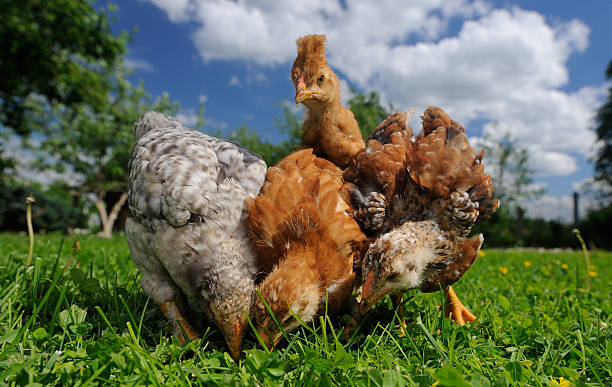 istock Baby Chickens Eating from the Ground 178778249