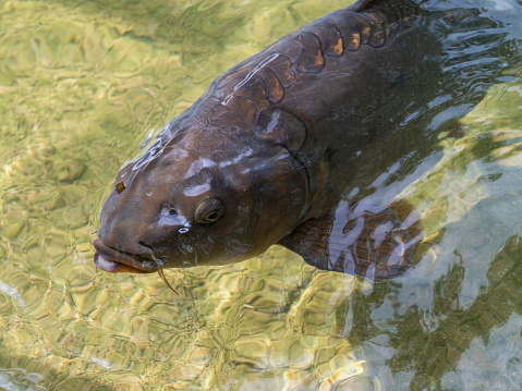 Photo of Koi Carp in a pond