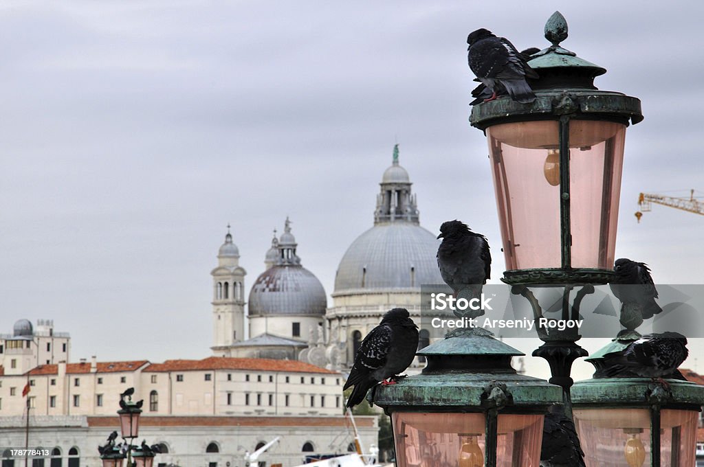 pigeons en Venecia - Foto de stock de Acercarse libre de derechos