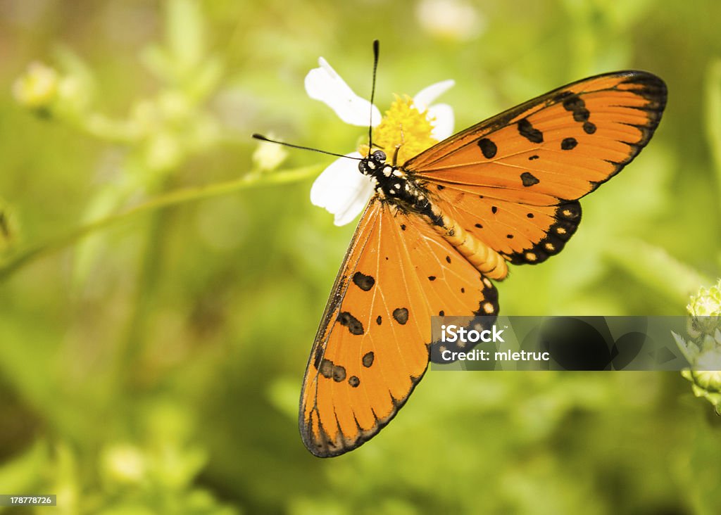 Borboleta - Royalty-free Animal Foto de stock