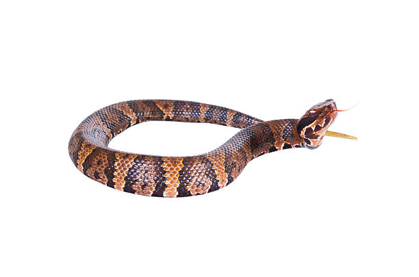 istock An aggressive snake  American Copperhead (Agkistrodon contortrix 178778759