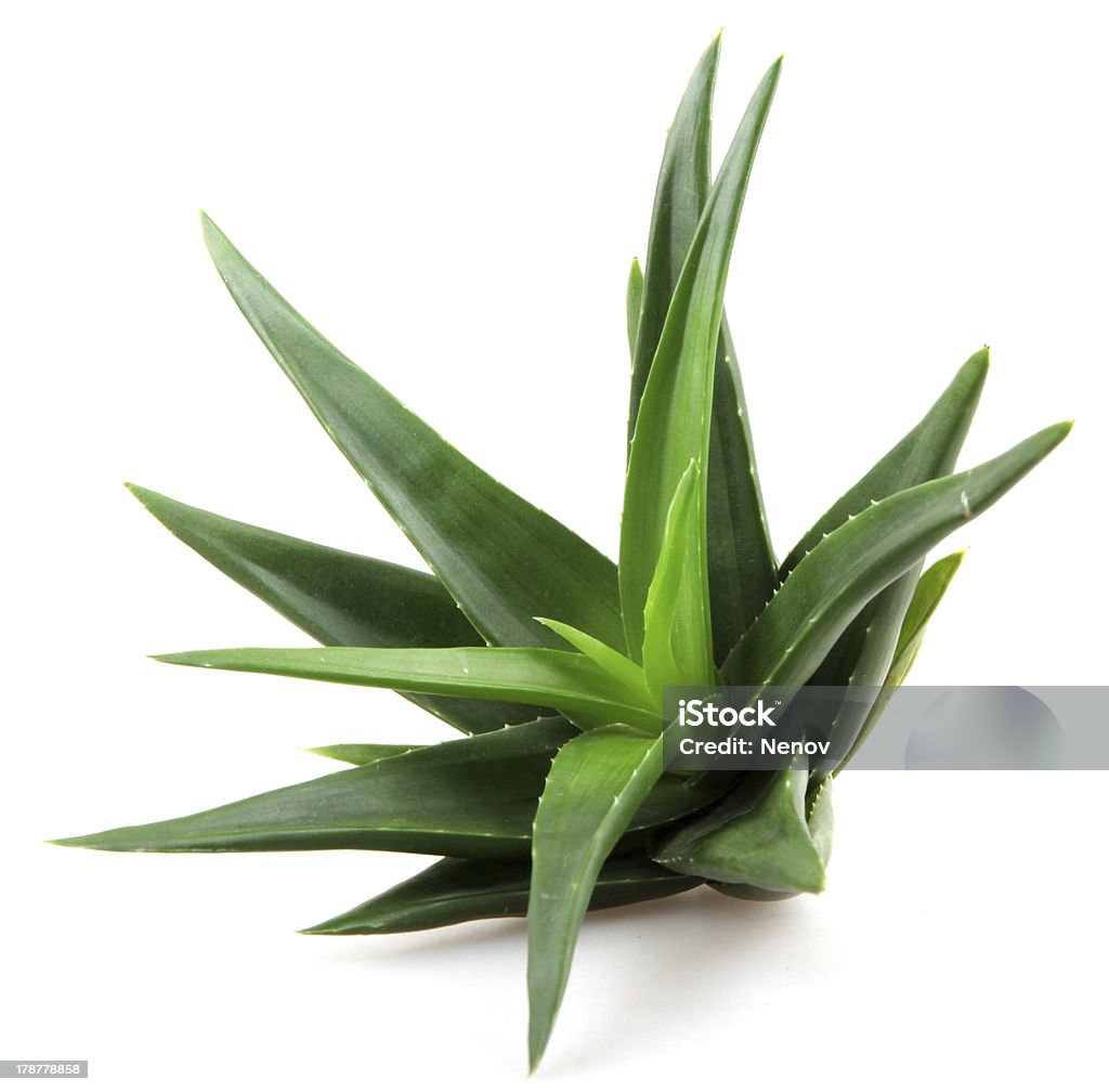 Áloe - Foto de stock de Aloe vera libre de derechos