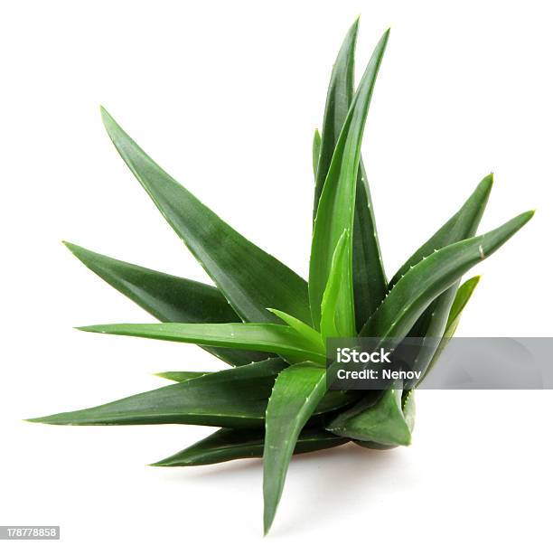 Áloe Foto de stock y más banco de imágenes de Aloe vera - Aloe vera, Recortable, Áloe