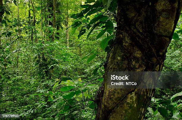 Bocas Del Toro Arquipélago - Fotografias de stock e mais imagens de América Central - América Central, Ao Ar Livre, Bocas del Toro