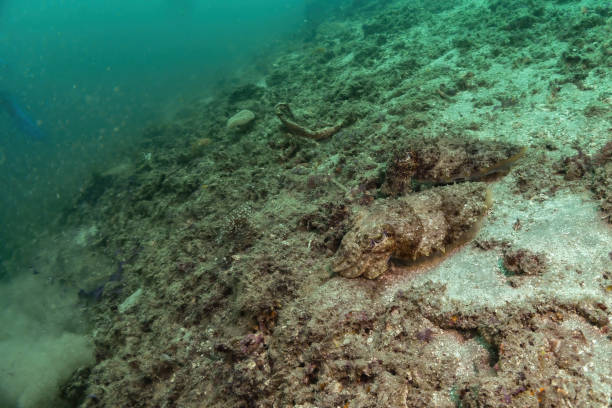 istock Beautiful two big cuttlefishes resting at bottom with camouflage looking like environment around, Nusa Penida, Bali, Indonesia 1787792659
