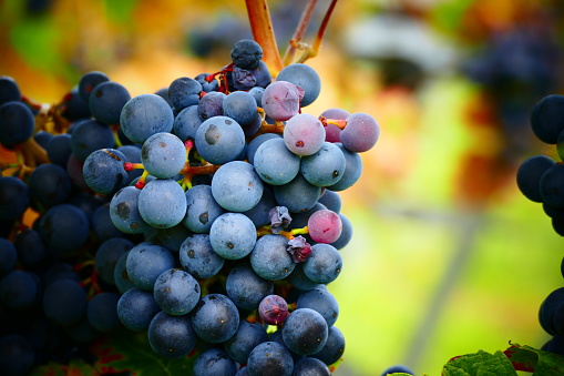 Full Frames shot of Fresh organic purple plums with raindrops