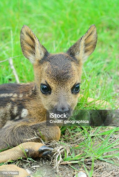 Roe Deer Fawn Stock Photo - Download Image Now - Affectionate, Animal, Animal Wildlife