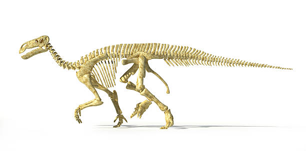 istock Iguanodon dinosaur full skeleton photo-realistic and scientifically correct, side view. 178779686