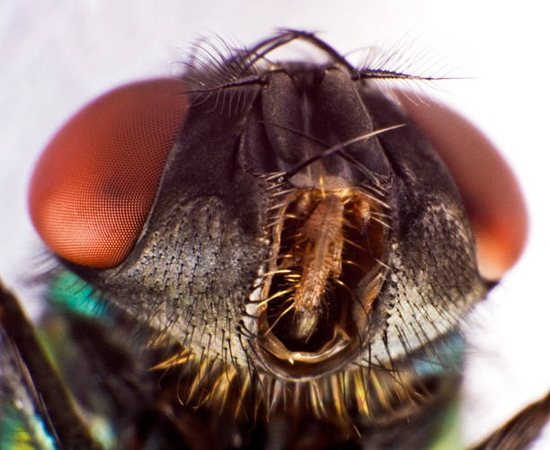 housefly stock photo