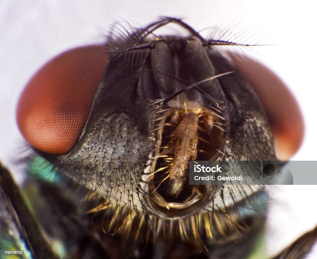 Mosca doméstica - Royalty-free Animal Foto de stock