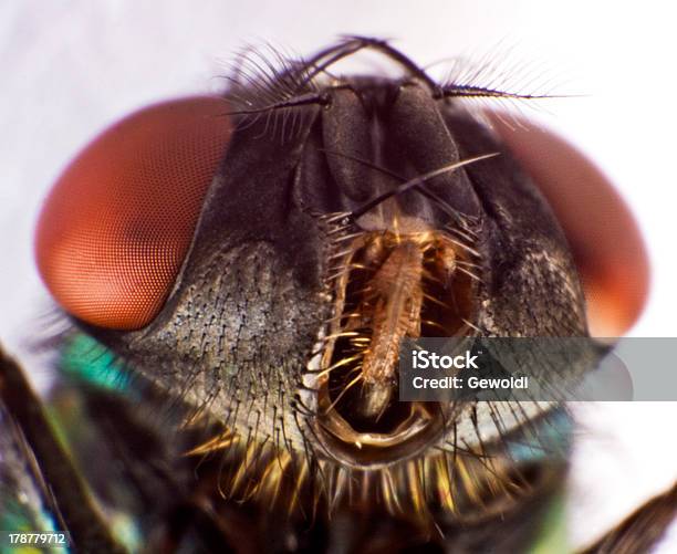 Mosca Doméstica - Fotografias de stock e mais imagens de Animal - Animal, Antena - Parte do corpo animal, Boca de animal