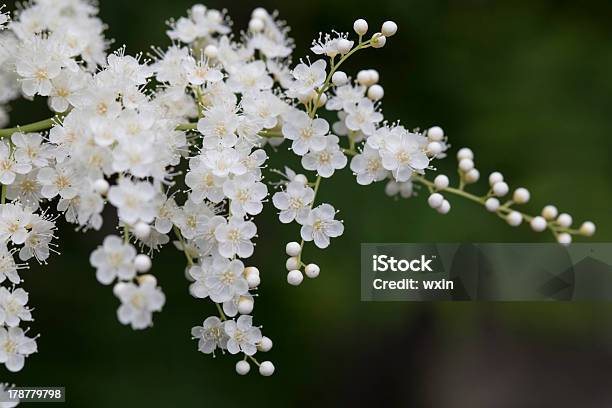 Pearl Plum Stockfoto und mehr Bilder von Ast - Pflanzenbestandteil - Ast - Pflanzenbestandteil, Bildhintergrund, Blatt - Pflanzenbestandteile