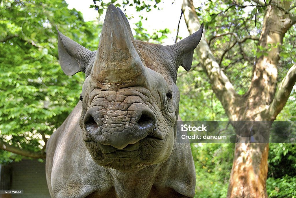 Nosorożec czarny - Zbiór zdjęć royalty-free (Afryka)