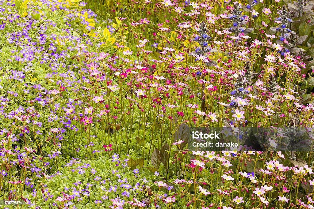 Saxifraga paniculata, Aubrieta e cilindriche fiori - Foto stock royalty-free di Ajuga