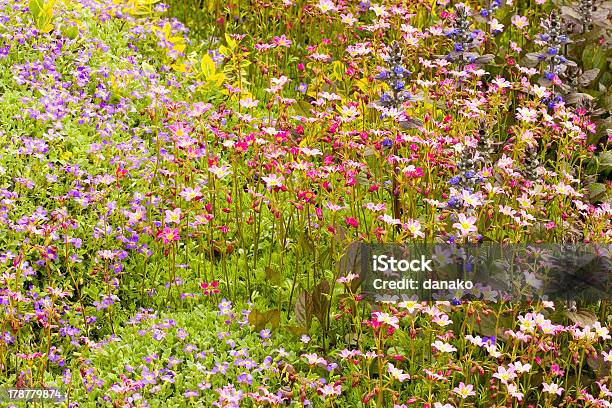 Saxifraga Paniculata Aubrieta И Цилиндрических Цветы — стоковые фотографии и другие картинки Без людей