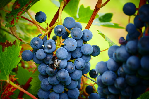 Grapes looking like blueberries