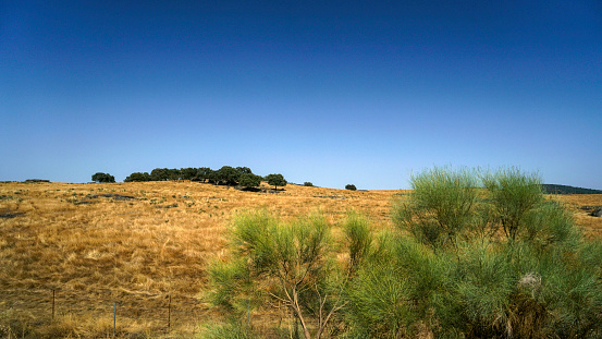 Summer in Spain along the country road many fields and cattle and pigs in the pastures