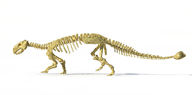istock Photorealistic 3D rendering of Ankylosaurus full skeleton. 178780240
