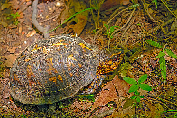 tortuga caja en un bosque de hoja caduca - shawnee national forest fotografías e imágenes de stock