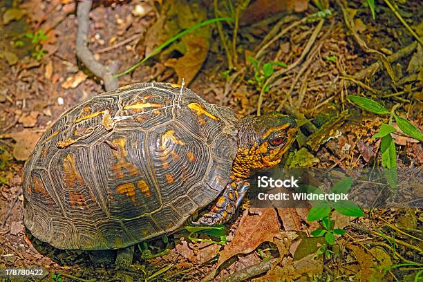 Box Turtle In A Deciduous Forest Stock Photo - Download Image Now - Animal, Animal  Wildlife, Animals In The Wild - iStock