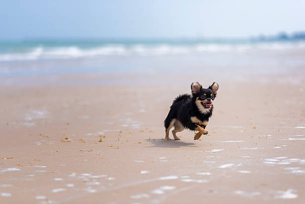 istock Dog playing at the beach 178780511