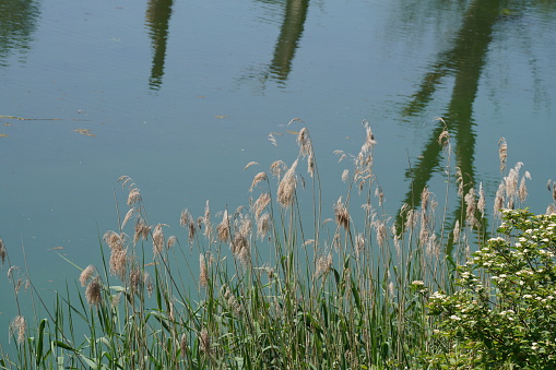 Peaceful contrast in blue sky and reflection on a water surface against green grass and flowers in foreground and wooded hills behind the canal dike.