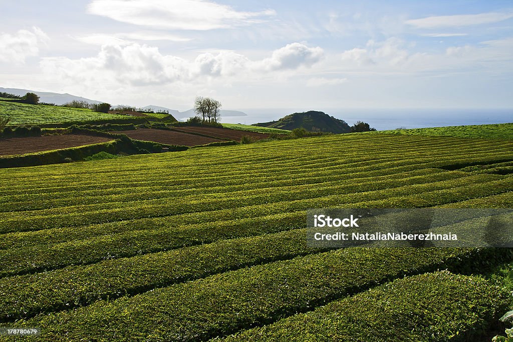 Plantação de chá - Foto de stock de Agricultura royalty-free