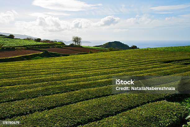 Foto de Plantação De Chá e mais fotos de stock de Agricultura - Agricultura, Ajardinado, Alimentação Saudável