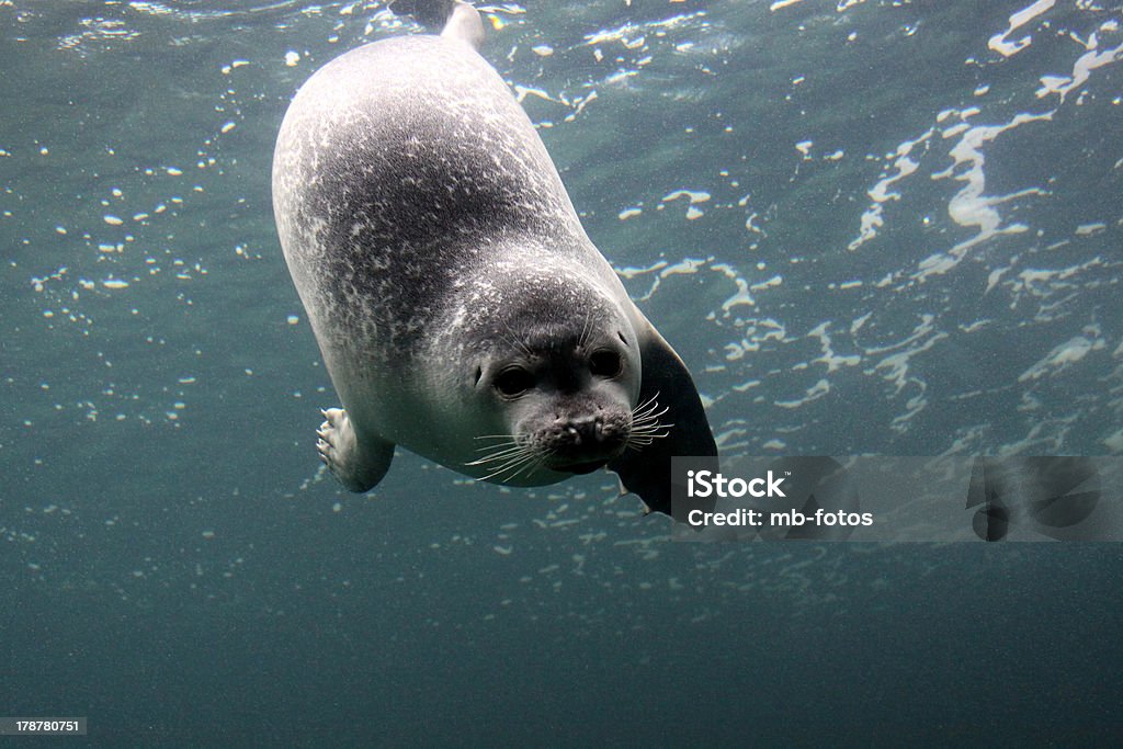 Common Seal Stock Photo - Download Image Now - Harbor Seal, Underwater, Seal  - Animal - iStock