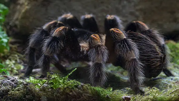Photo of tarantula