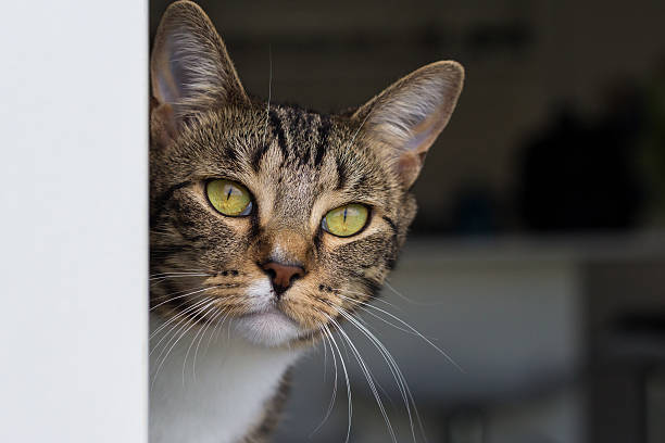istock Cute cat poking her head around the corner 178780920