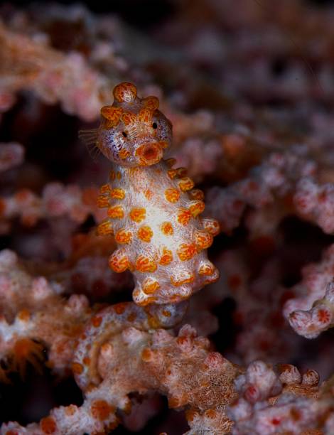 istock Pygmy seahorse, Sulawesi, Indonesia 178780988