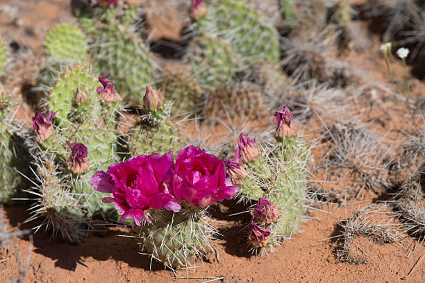 istock South west desert flowers 178781025