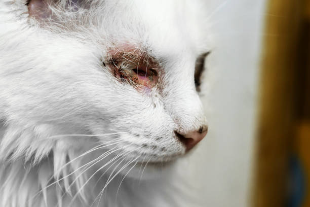 white sick cat without eyes. injured animal